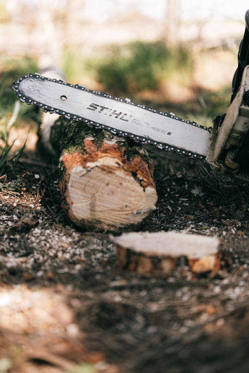 Fresh chainsaw cut on upstate hardwood