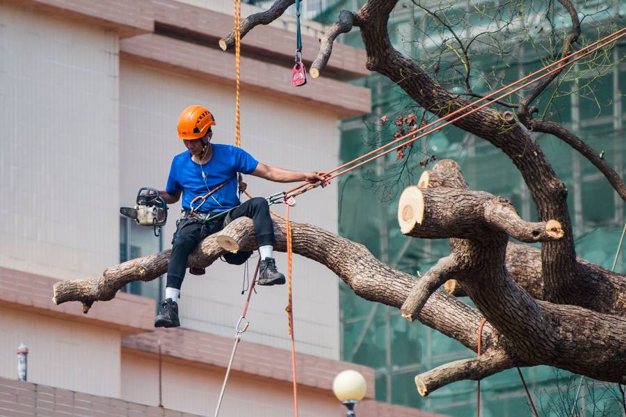Climber working a tall pine with a saw